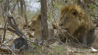 Savannah Life Savannah Life