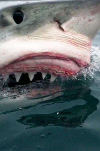 Shark Week Sharktacular 2016