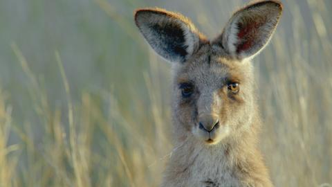 Secret Life of the Kangaroo