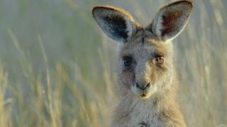 Secret Life of the Kangaroo