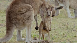 From Pouch to Foot