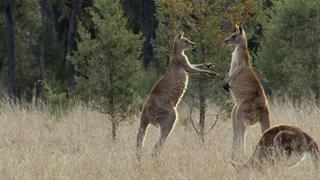 A Buck's Life