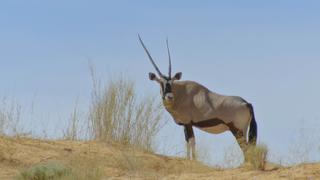 Wildlife Icons