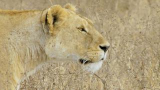 Life in the Leftovers Life in the Leftovers