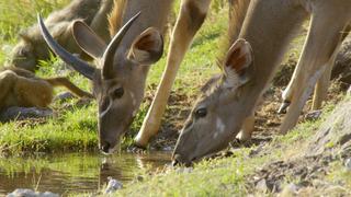 Chobe National Park: Land of Learning Chobe National Park: Land of Learning
