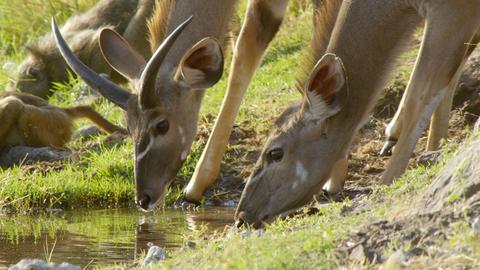 Chobe National Park: Land of Learning