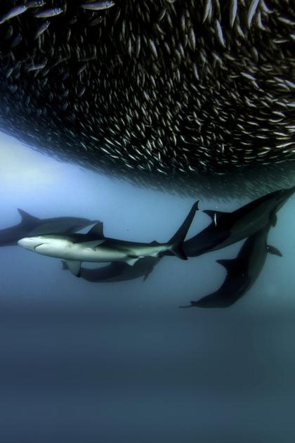 Sharks vs. Dolphins: Face Off