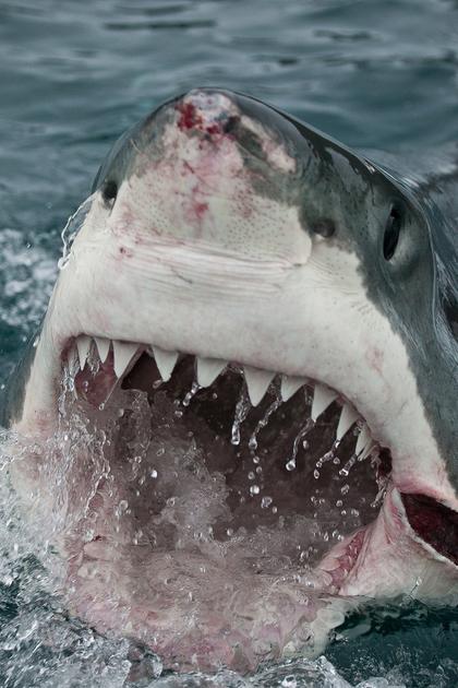 Wrath of a Great White Serial Killer