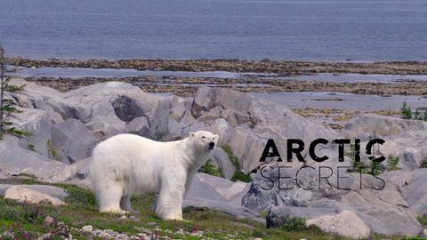 Arctic Secrets