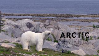 Arctic Secrets
