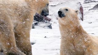 Devon Island: Land of Ice Devon Island: Land of Ice