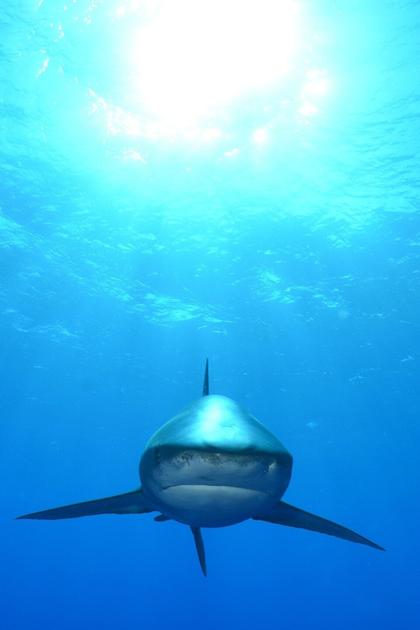 Deadliest Sharks