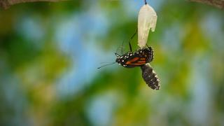 Pollinators Pollinators