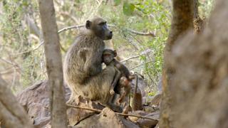 Baboons of Bambelela