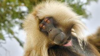 The Geladas of Ethiopia The Geladas of Ethiopia