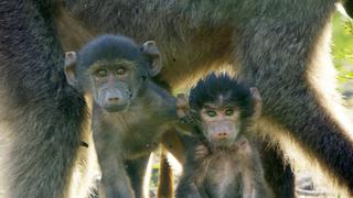 Baboon Lagoon