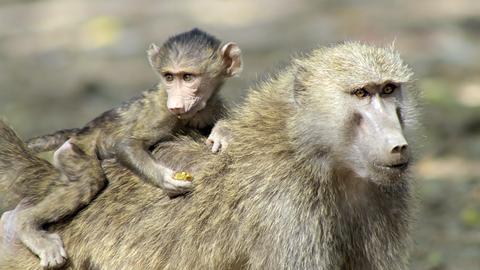 Africa's Baboon