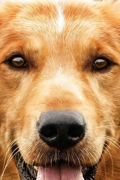 A Dog's Purpose