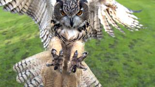 Teeth & Claws Teeth & Claws