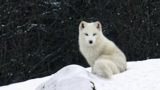 Masters of Disguise Masters of Disguise