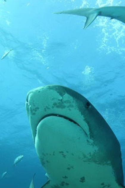 Shark Bait