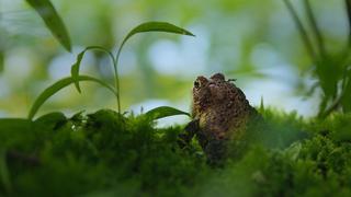 Wetlands