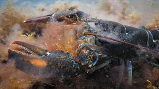 Crustaceans