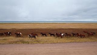 Horses of St. Pierre & Miquelon Horses of St. Pierre & Miquelon