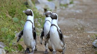 Algoa Bay: Last Refuge of the African Penguin Algoa Bay: Last Refuge of the African Penguin