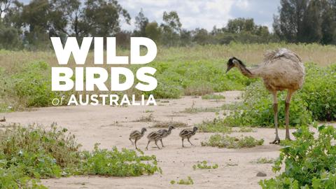Wild Birds of Australia