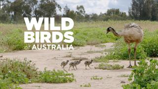  watch Wild Birds of Australia