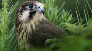 Wild Birds of Australia