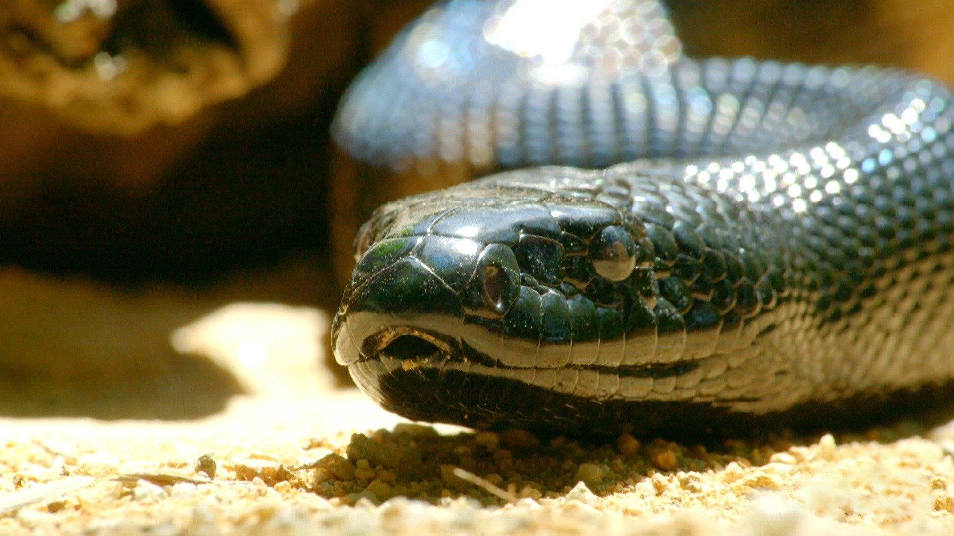 Watch Secrets of Wild Australia: S1E1 - Secret Life of Snakes on Philo