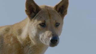 Secret Life of the Dingo Secret Life of the Dingo