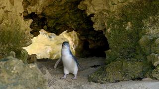 The Little Penguin The Little Penguin