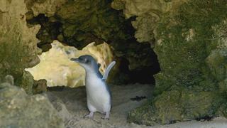 The Little Penguin The Little Penguin