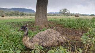 Secret Life of the Emu Secret Life of the Emu