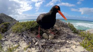 Sweeping Shores Sweeping Shores