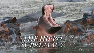 The Hippo Supremacy