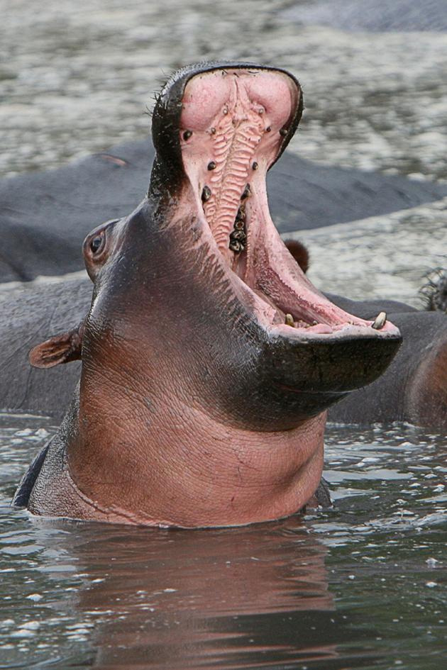 The Hippo Supremacy