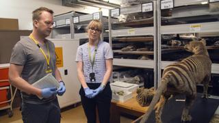 Tasmanian Tiger Tasmanian Tiger