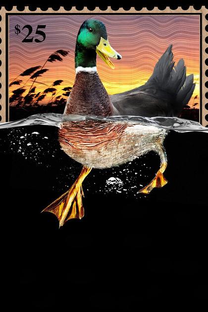 The Million Dollar Duck