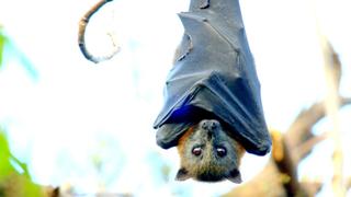 Secret Life of the Flying Fox Secret Life of the Flying Fox