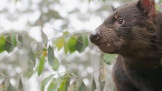 Secret Life of the Tasmanian Devil