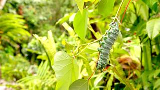 Secret Life of Bugs & Butterflies Secret Life of Bugs & Butterflies