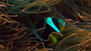 Tidal Forest of Africa Tidal Forest of Africa