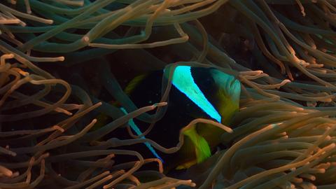 Tidal Forest of Africa