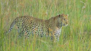 The Okavango: Lifeblood of the Kalahari The Okavango: Lifeblood of the Kalahari
