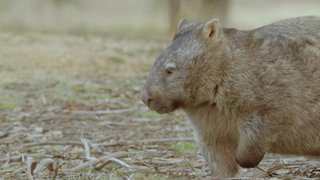 Wombat Wood Wombat Wood
