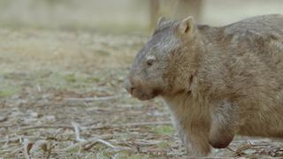 Wombat Wood